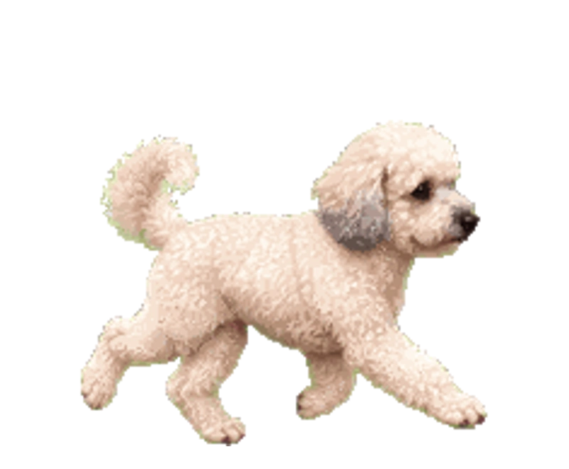 Coco — პუდელი