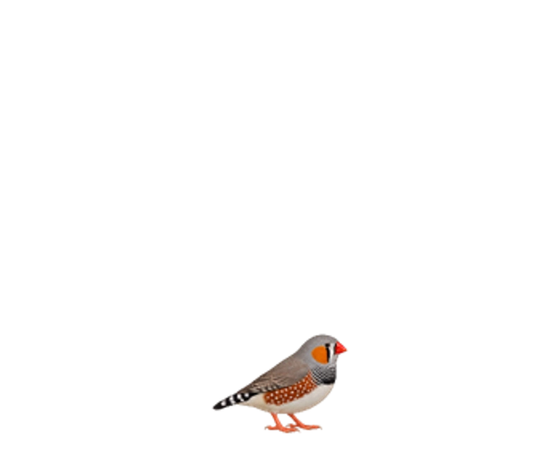 Pico — ზებრა ფინჩი