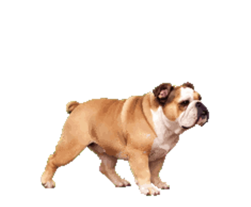 Winston — ინგლისური ბულდოგი