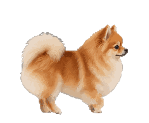 Pom