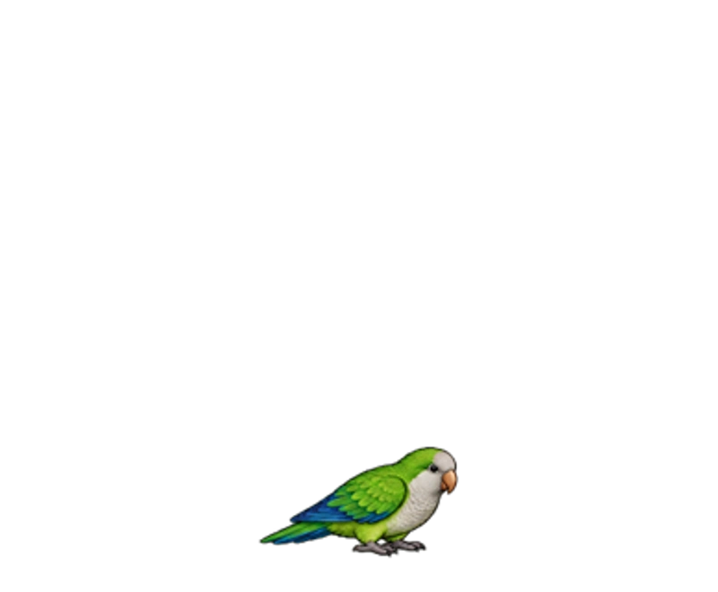 Robin — კვაკერი თუთიყუში