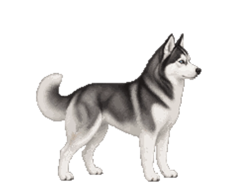 Niko — ჰასკი