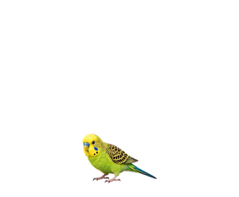 Kiwi — ტალღოვანი თუთიყუში