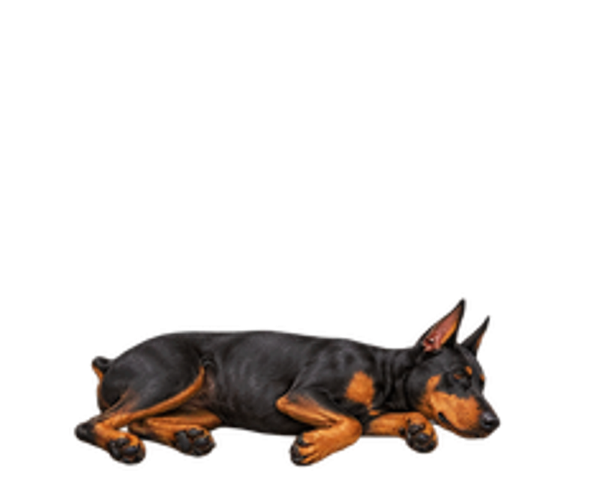 კოტრიალი