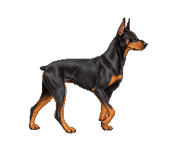 Dex