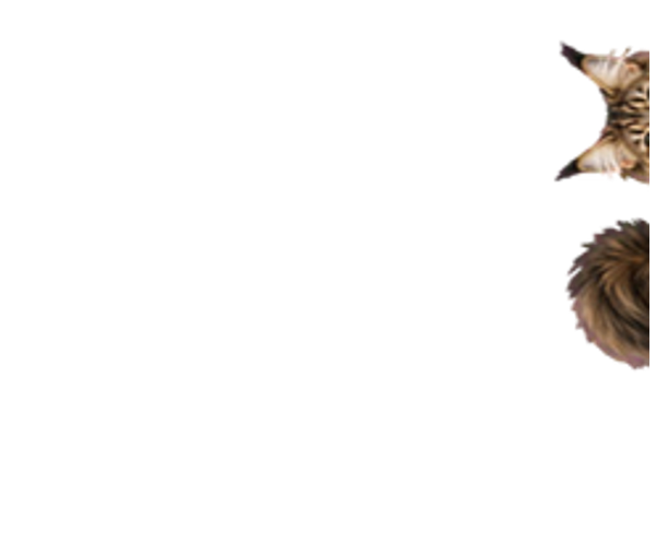 ჭიტა!