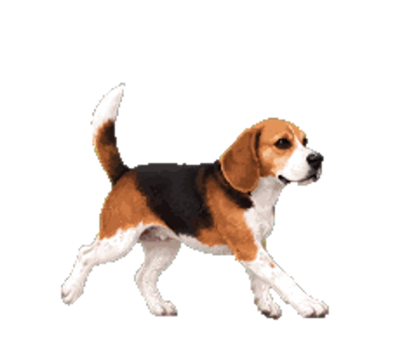 Benny — ბიგლი