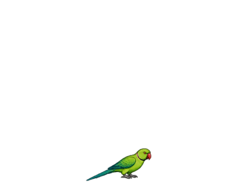 Zazu — ინდური რგოლიანი თუთიყუში