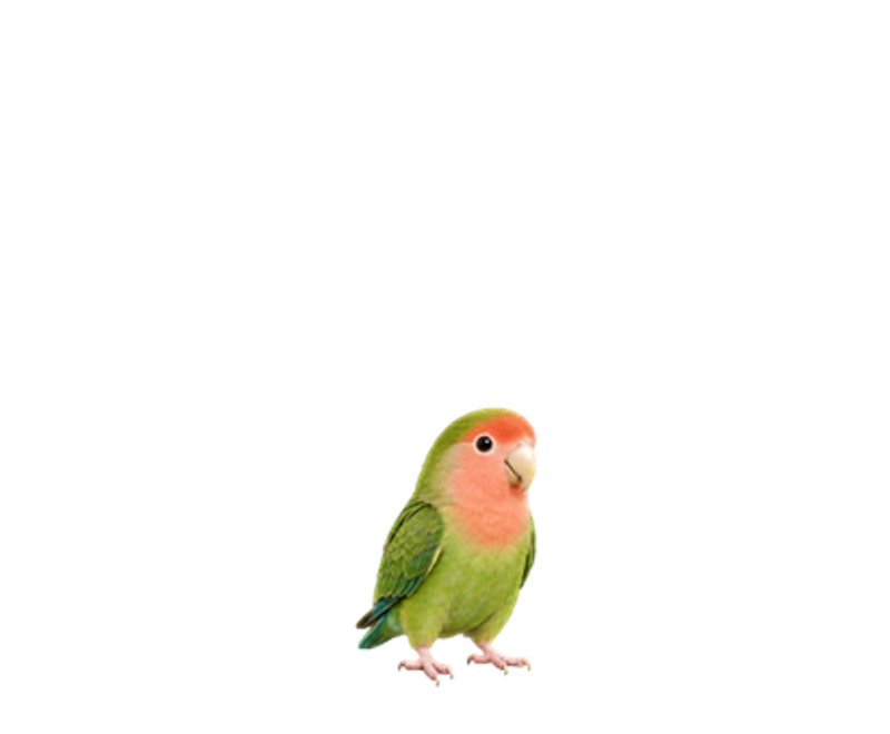Peach — განუყრელი