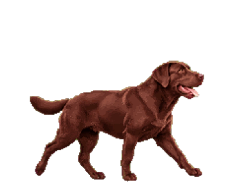 Buddy — ლაბრადორი