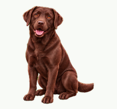 Buddy