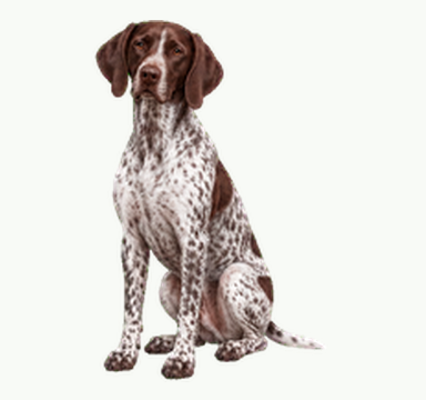 Scout