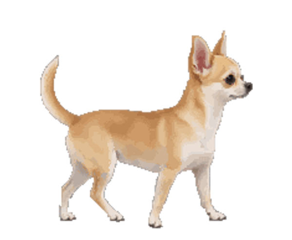 Chico